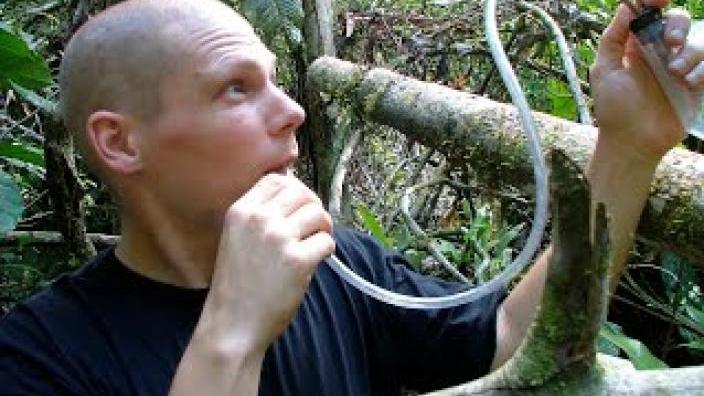 Dr Nik Tatarnic, Curator of Entomology 