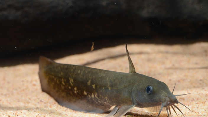 An eel-tailed catfish Neosilurus sp