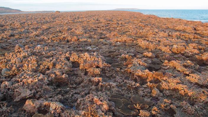 Image of Intertidal coral cover in the northwest of Western Australia