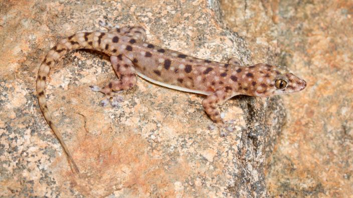 Gehyra pseudopunctata Image Copyright Stephen Zozoya