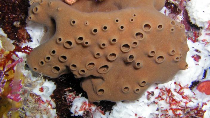 A new species of sponge, pictured growing on a rock overhang in a reef