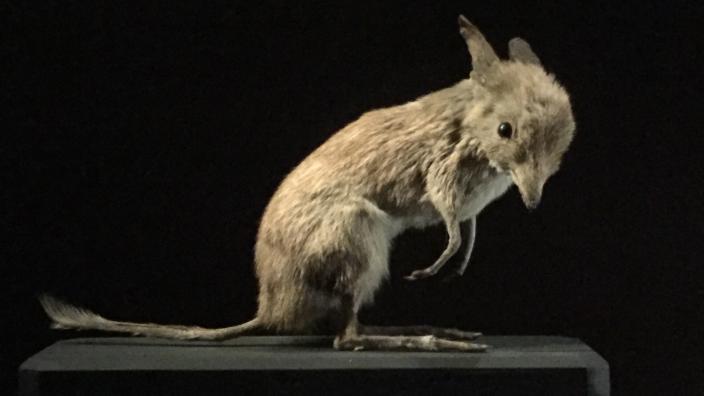 A bandicoot stuff and on display.