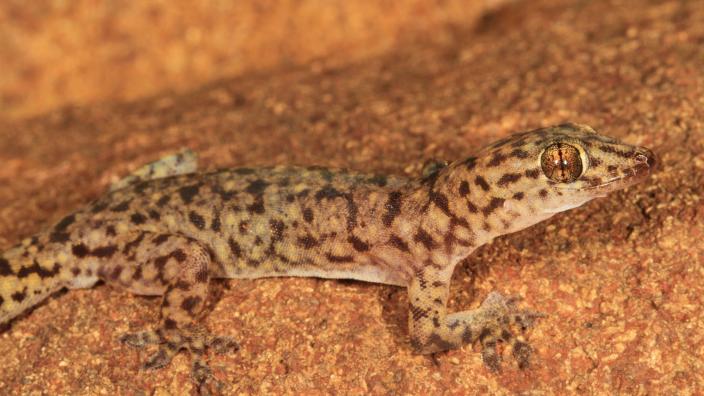 Northern Kimberley gecko (Gehyra pluraporosa) Copyright Ryan Ellis/WA Museum
