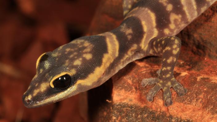 Western Marbled Velvet Gecko (Oedura fimbria) 