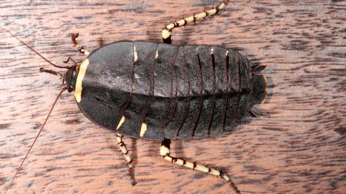 Polyzosteria cuprea - a beautiful native cockroach