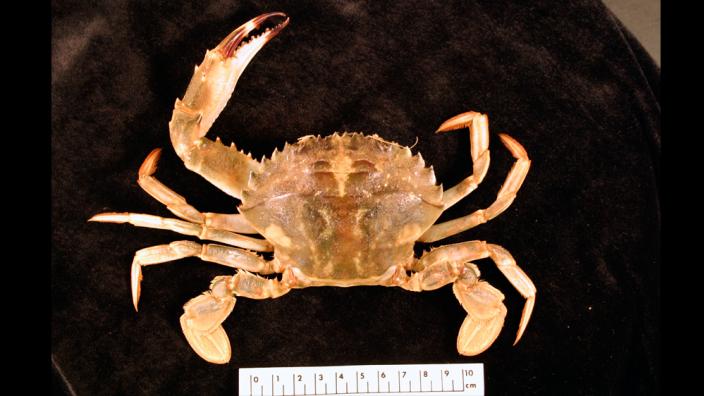 Male specimen of the Asian Paddle Crab, Charybdis japonica