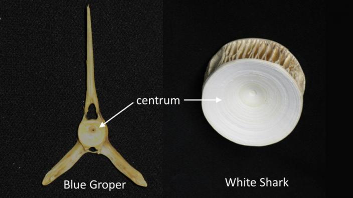 Comparison between White Shark and Blue Groper centrum