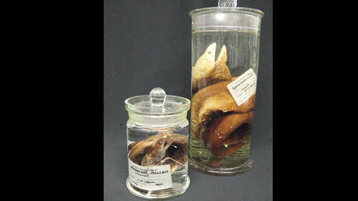 Some of our oldest specimens, collected in 1898