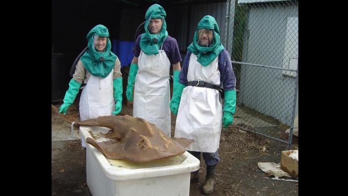 Past and present staff with a Shark Ray Rhina ancylostoma