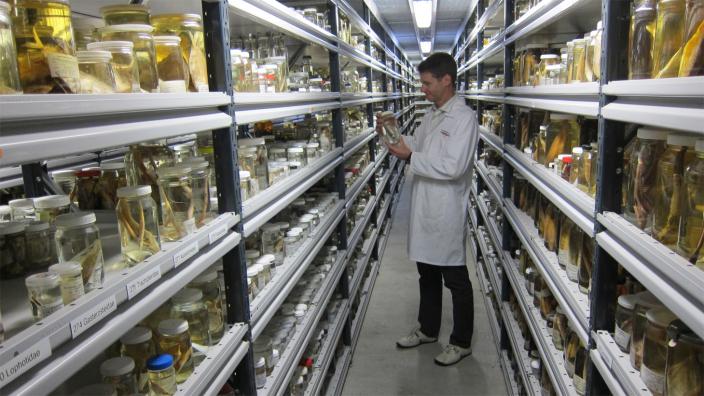 Part of the fish collection at the Western Australian Museum