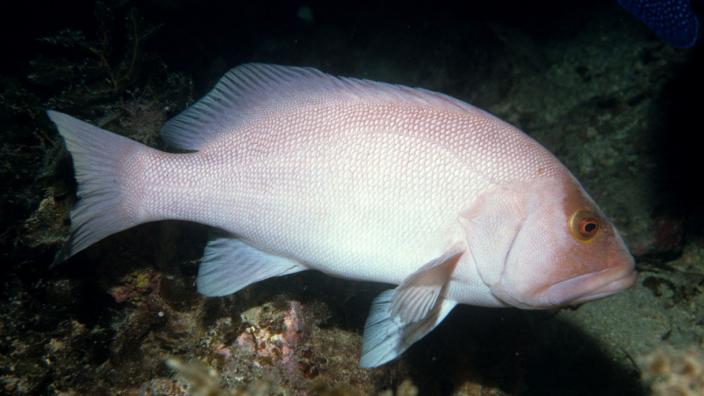 A large Breaksea Cod fish swimming