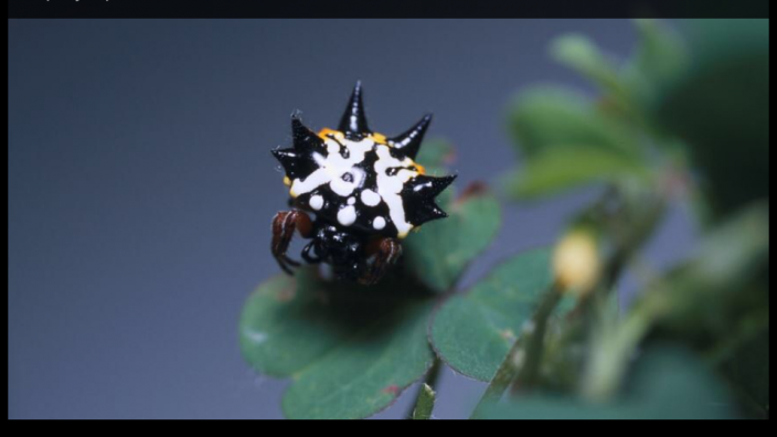 The colourful and spikey Spiny Spider perched on a branch