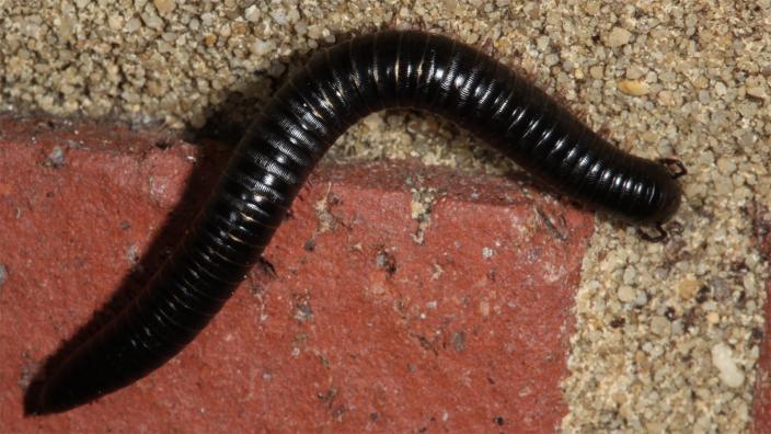 A long black Portuguese millipede crawling over some pavement