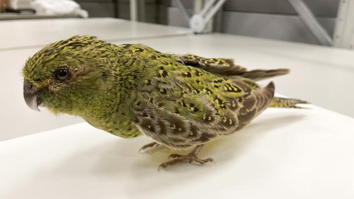 A specimen of the elusive night parrot stands upright on a white table. The bird is a vibrant green colour, with intricate yellow and brown spot-like patterns along its wings and brown and white details on the tips of its feathers