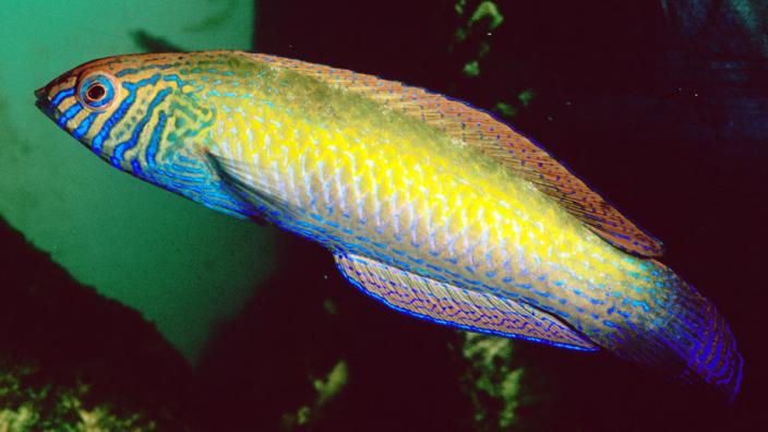A colourful fish swimming near some water plants