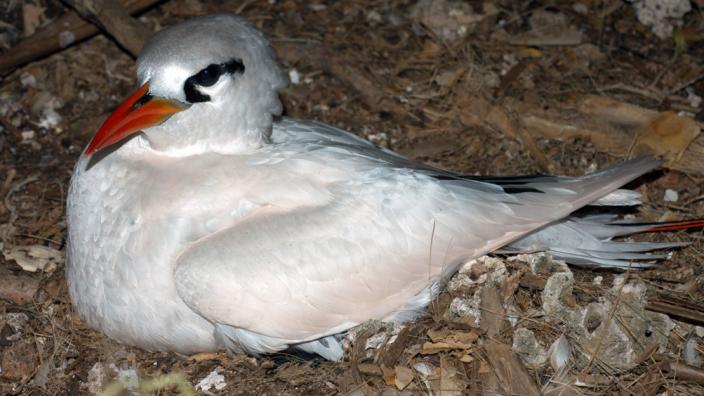 A large white bird roosting on its nest