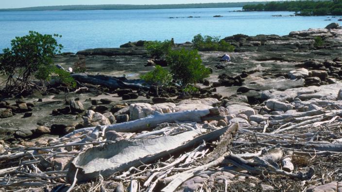 Dugout canoe sitting on the sea shore