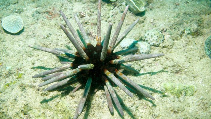 A spiky urchin-like creature on the sea floor