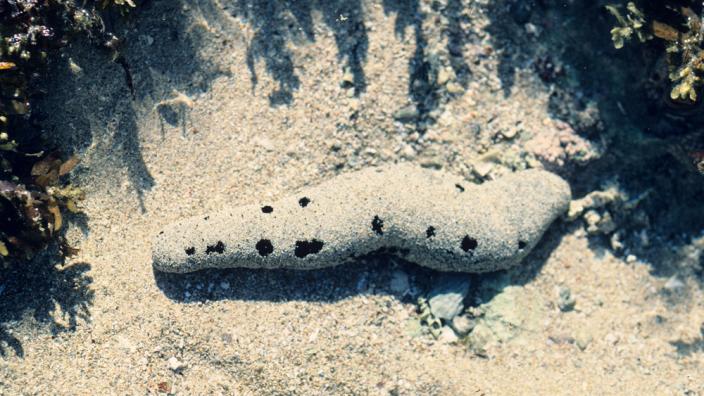 A sea slug crawling on the sea floor