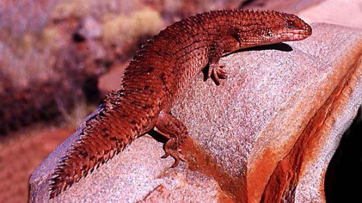 A red skink resting on a large stone