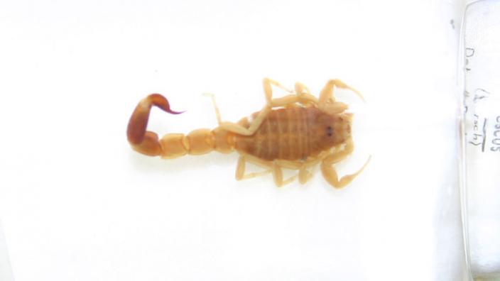 What do Scorpions look like? - The Australian Museum