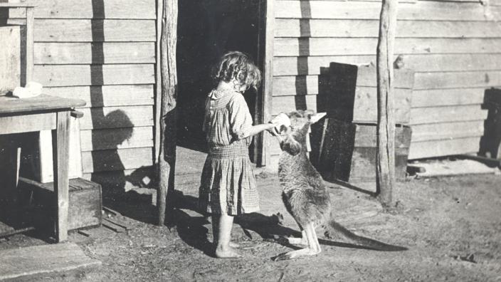 A small girl feeding a kangaroo