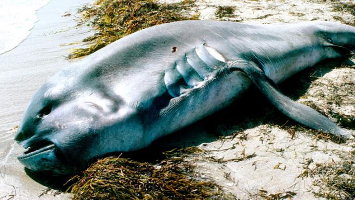 A megamouth shark washed up on the beach