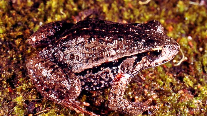 A dark frog seated on a yellow-pebble covered ground