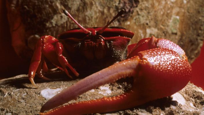 A large red crab with one extra large claw