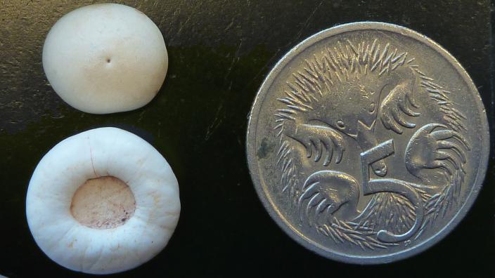 Two white calcified discs near a 5 cent piece