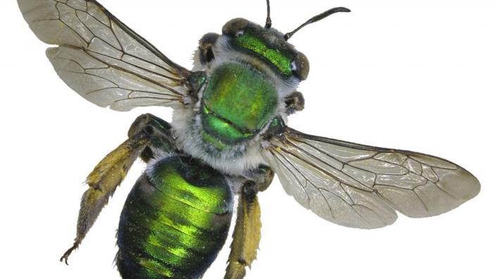 A bright green bee specimen