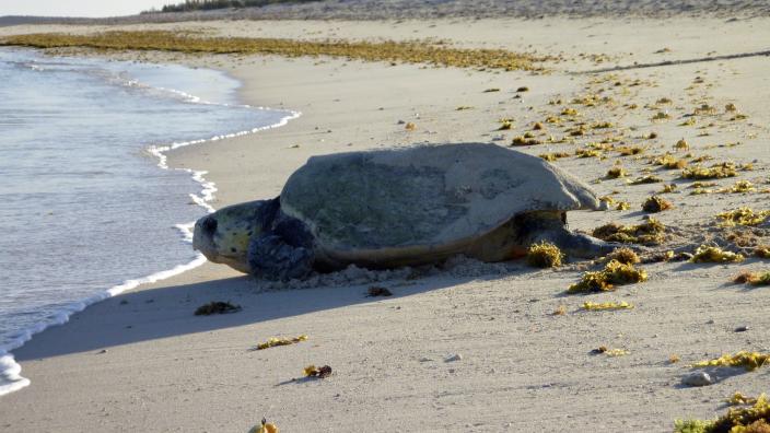 turtle turtling towards the ocean