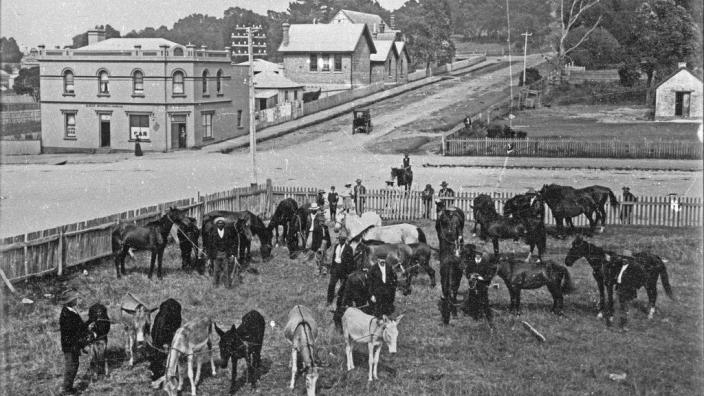 McKail's Padock with horses and donkeys, Albany around 1910.