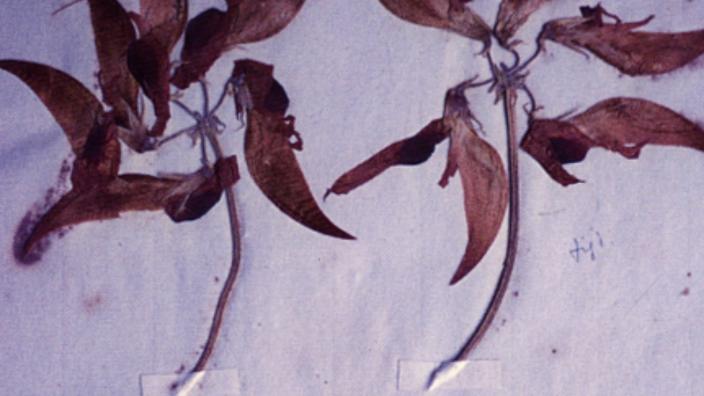 Plant pressing of the Dampier pea plant