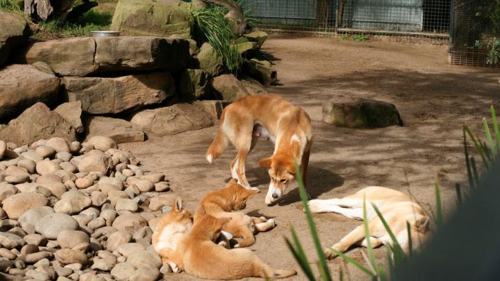 Two small dingoes resting on a large rock platform