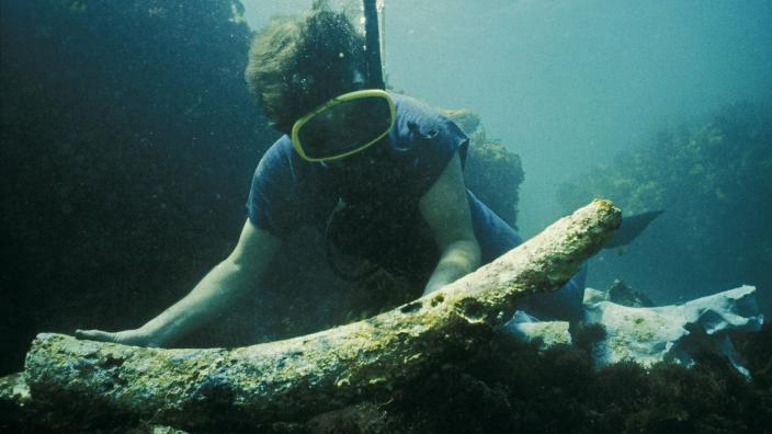 Diver examining a elephant tusk from a shipwreck site