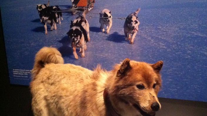 A taxidermied husky mounted near an Antarctica display