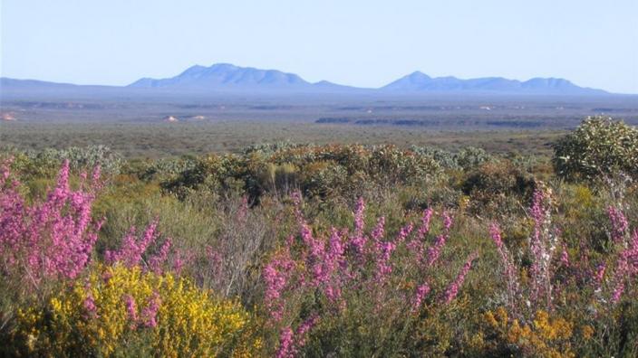 Landscape of mountains and flowers