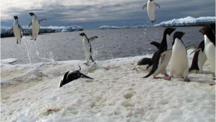 Penguins leaping out of the antarctic waters and gathering by the shoreline.