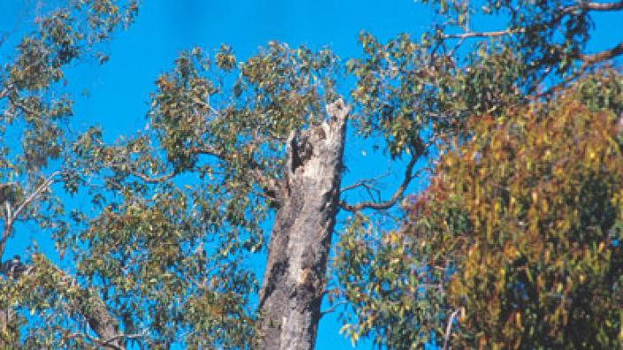 Image copyright of WA Museum