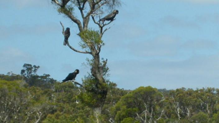 Image copyright of WA Museum