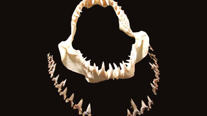 Image copyright of WA Museum