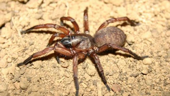Image copyright of WA Museum