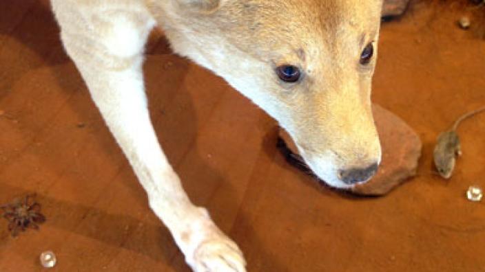 Image copyright of WA Museum