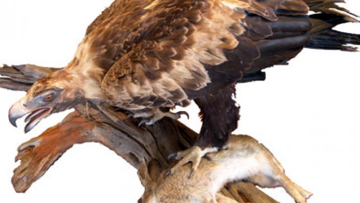 Image copyright of WA Museum