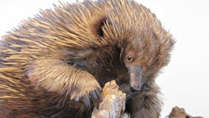 Image copyright of WA Museum