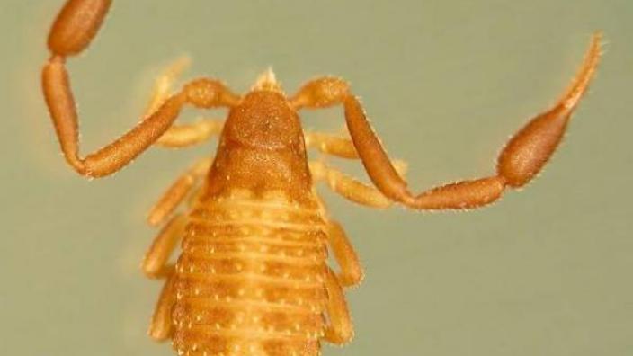A pseudoscorpion from the the Synsphyronus family - Synsphyronus elegans 