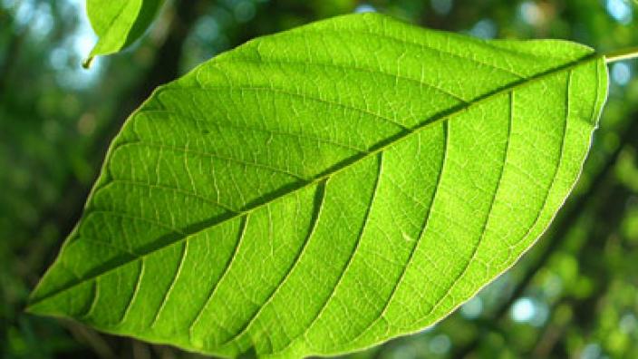 Image copyright of WA Museum