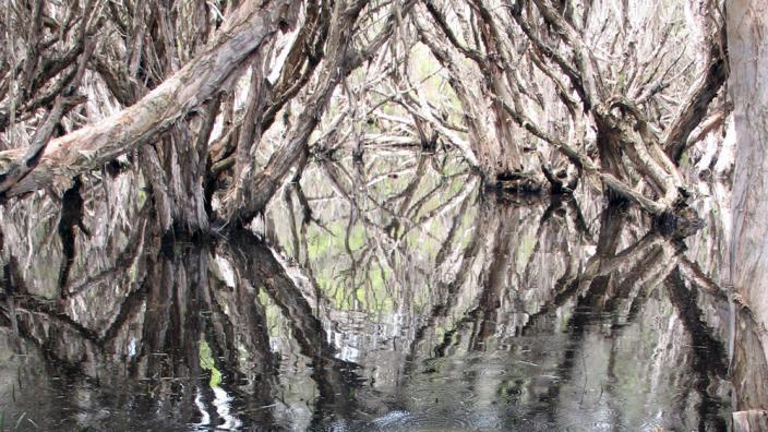 Reflections of paperbark trees on water