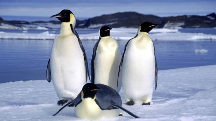 Four penguins standing on an ice shelf